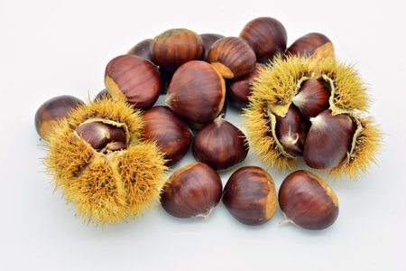 Group of freshly picked chestnuts, isolated on whiteの写真素材