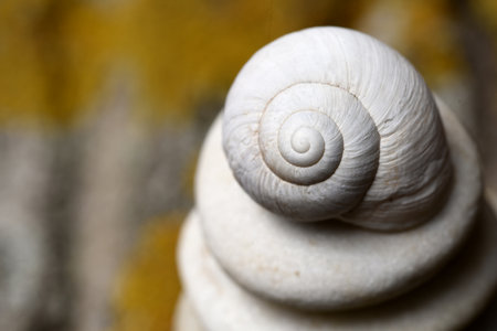 White snail shell on top of a pile of stonesの写真素材