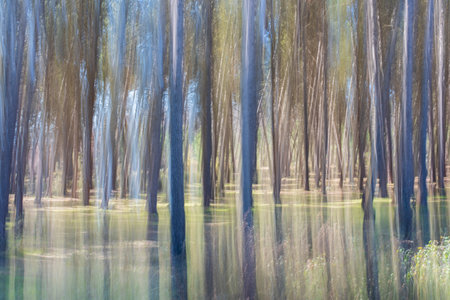 <p>Photograph of tree trunks in the forest, ICM, intentional camera movement</p>の写真素材