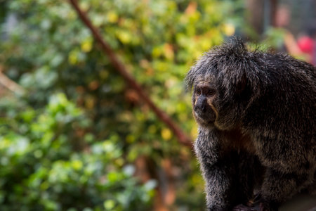 Detail of a tamarin monkey in the jungleの写真素材