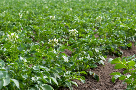 Flowering potato plantation in springの写真素材