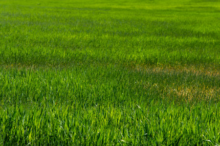 Land sown with cereals, barley and wheat, green meadow in springの写真素材