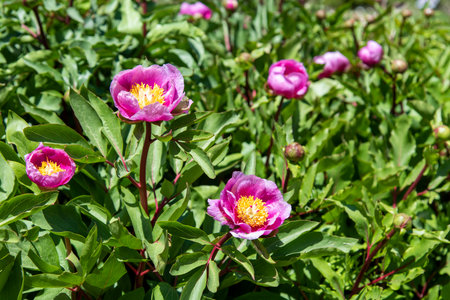 Flowers on a peony plant, Paeonia lactifloraの写真素材
