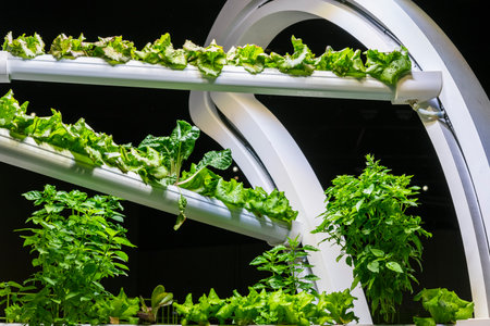 Innovation in the agriculture of the future, growing vegetables and plants indoorsの写真素材