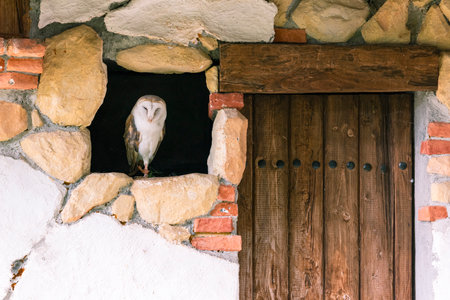 Owl perched on the window of a rustic houseの写真素材