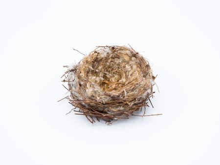 Empty natural bird nest, isolated on whiteの写真素材