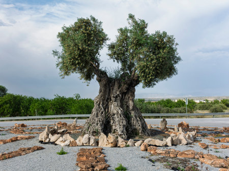 Large century-old olive tree planted in a roundabout in Baza, Andalusia