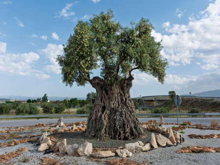 Large century-old olive tree planted in a roundabout in Baza, Andalusiaの写真素材