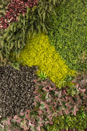 Texture made with plants of different shapes and colors