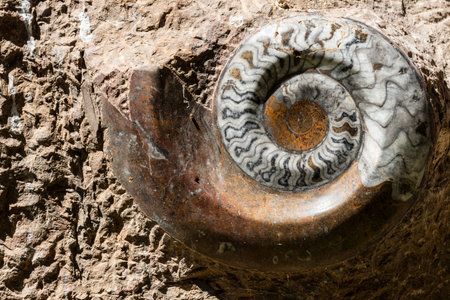 Detail of marine fossils from the Cretaceous period embedded in the rockの写真素材