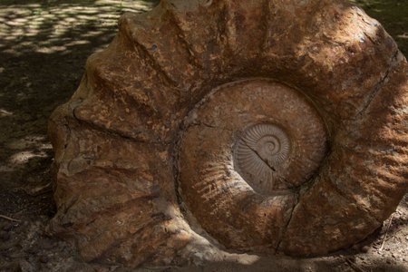 Detail of marine fossils from the Cretaceous period embedded in the rockの写真素材