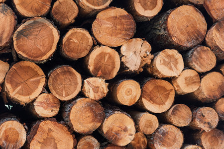 Pile of wooden logs front view, textureの写真素材