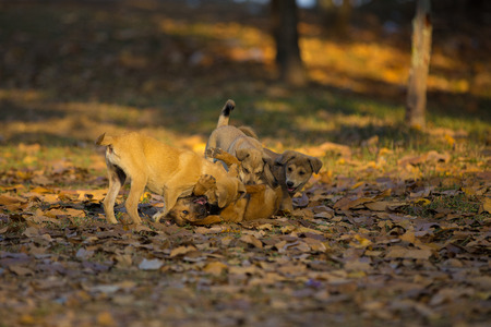 Puppy gang playingの写真素材