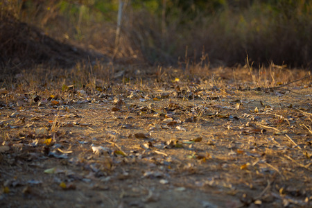 Autumn falling leafの写真素材