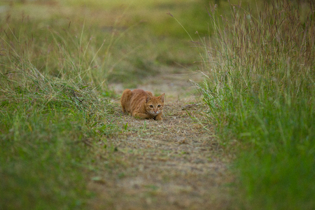 Cat on green grassの写真素材