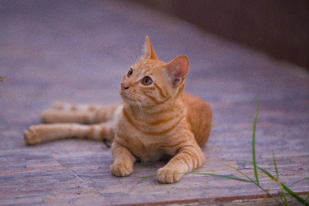 Cat looking the skyの写真素材