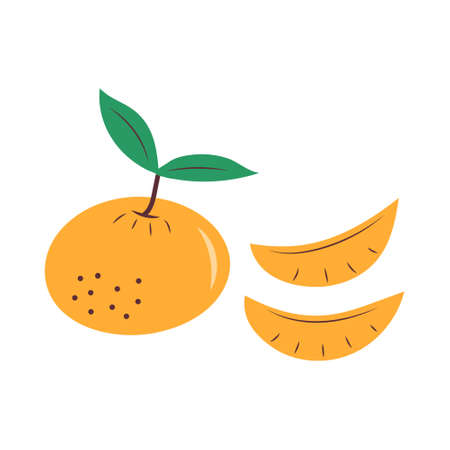Tangerine with leaves and slices. Mandarin New Year fruit. Vector illustration.