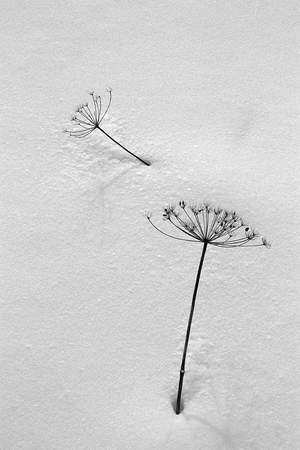 Plant in minimalist styleの写真素材