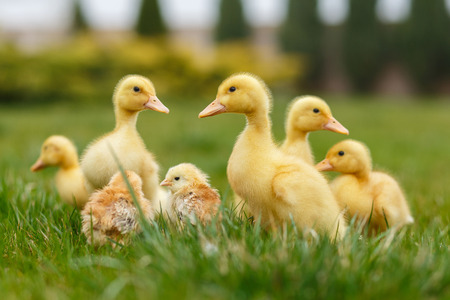 Yellow ducklings on green lawnの写真素材