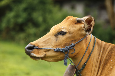 portrait balinese brown color cow grazing in a meadowの写真素材