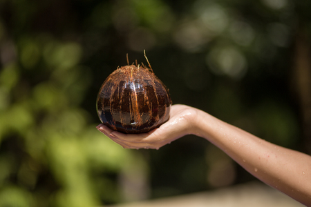 Woman hand pulled out coconut from water. jungle green background.の写真素材