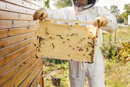 closeup hands of beekeeper hold wooden frame with honeycomb. Collect honey. Beekeeping concept