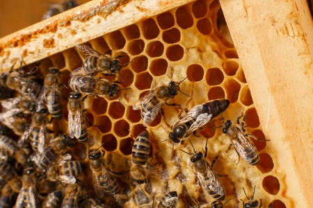 close up honeycomb in wooden frame with bees on it. Apiculture concept.の写真素材