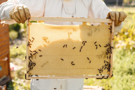 closeup hands of beekeeper hold wooden frame with honeycomb. Collect honey. Beekeeping concept.の写真素材