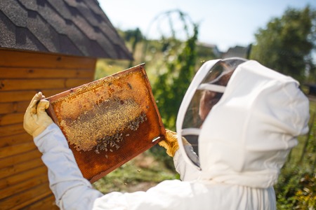 A young female beekeeper in a professional beekeeper costume, inspects a wooden frame with...