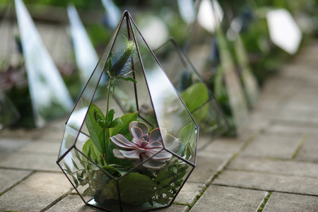 Florarium with fresh succulent flowers. Event fresh flowers decoration. Florist workflow. Wedding banquet designの写真素材