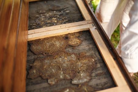 Beekeeper in suit is working at apiary. Opening wooden beehive topside glued with propolis....