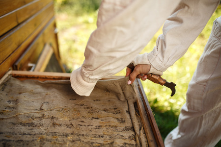 Beekeeper in suit is working at apiary. Opening wooden beehive. Apiculture concept.