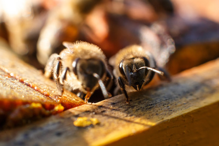 Closeup bee portrait on honeycomb in beehive. Apiculture concept.の写真素材