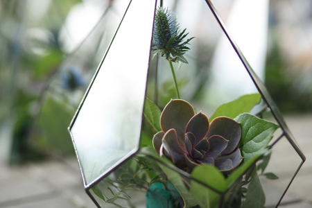 Florarium with fresh succulent flowers. Event fresh flowers decoration. Florist workflow. Wedding banquet design.の写真素材