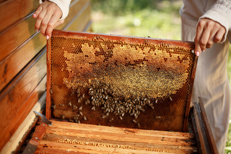 hands of beekeeper pulls out from the hive a wooden frame with honeycomb. Collect honey. Beekeeping concept.の写真素材
