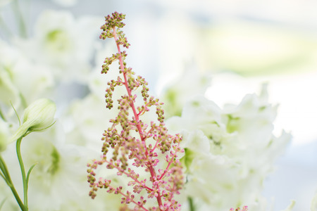 close up astilbe fresh flowers with blurred background. Event decoration with fresh flowers.の写真素材