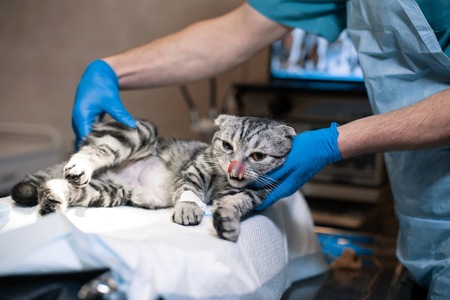 anesthesiologist prepares a cat for surgery. Pet surgery. Pet surgery.の写真素材
