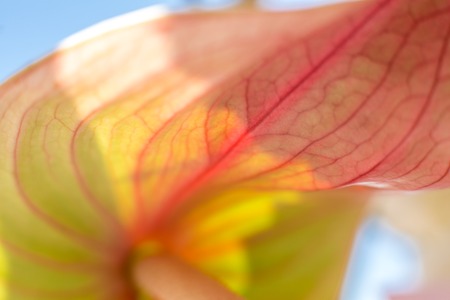 closeup ladybug crawling on fresh anthurium flower with blurred background. Event decoration with...