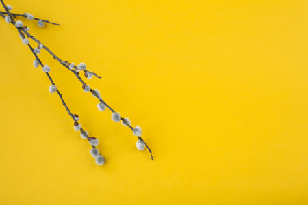 willow branches with fluffy gray buds on yellow  background. Easter concept.の写真素材