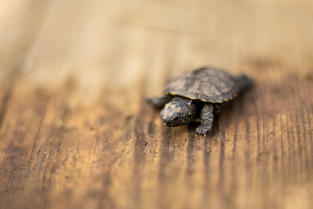 a small newborn turtle crawling on a wooden board.の写真素材