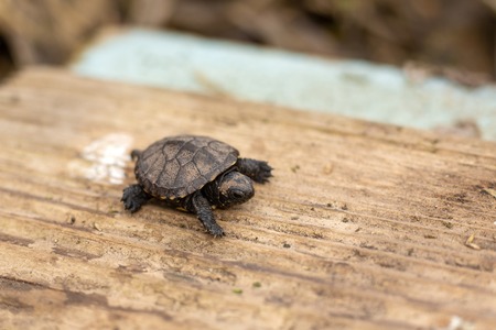 a small newborn turtle crawling on a wooden board.の写真素材
