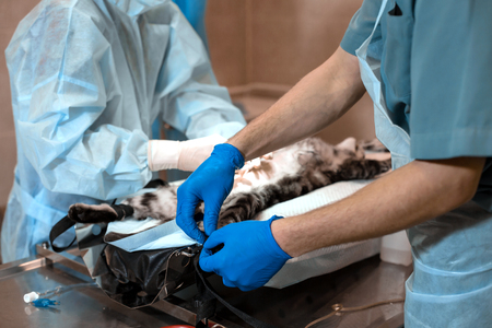 cat under general anesthesia on the operating table prepared to operation. Pet surgery.の写真素材
