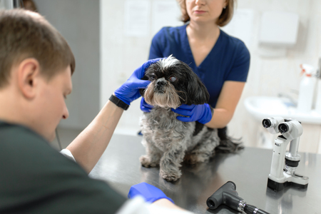 Veterinar, ophthalmologist examine the injured eye of a dog with a Veterinary, ophthalmologist prepare the a dog with injured eye to examine with a slit lamp in a veterinary clinic slit lamp in a veterinary clinicの写真素材