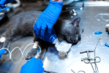 cat under general anesthesia on the operating table. Pet surgery.の写真素材