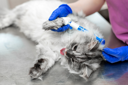 Big gray cat under anesthesia lay on metal table in vet clinic before procedure.の写真素材