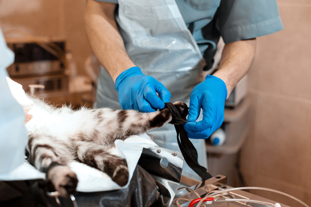 cat under general anesthesia on the operating table prepared to operation. Pet surgery.の写真素材