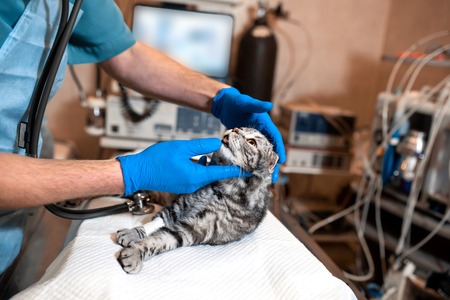 anesthesiologist prepares a cat for surgery. Checks if anesthesia worked . Pet surgery. Pet surgery.