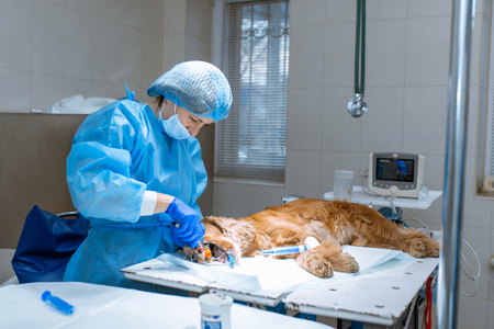 A vet surgeon brushes his dog's teeth under anesthesia on the operating table. Sanitation of the oral cavity in dogs. Dentist veterinarian treats teeth in a veterinary clinic. Veterinary Dentistry.の写真素材