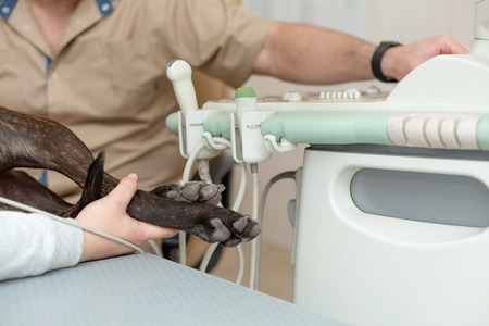 Doctor veterinarian makes an ultrasound and cardiogram of the heart of a dog in the office of a veterinary clinic.の写真素材