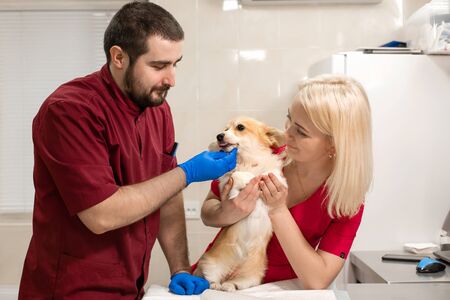 Veterinary doctors exam little corgi dog in manipulation room of pet clinic. Pet health care.の写真素材